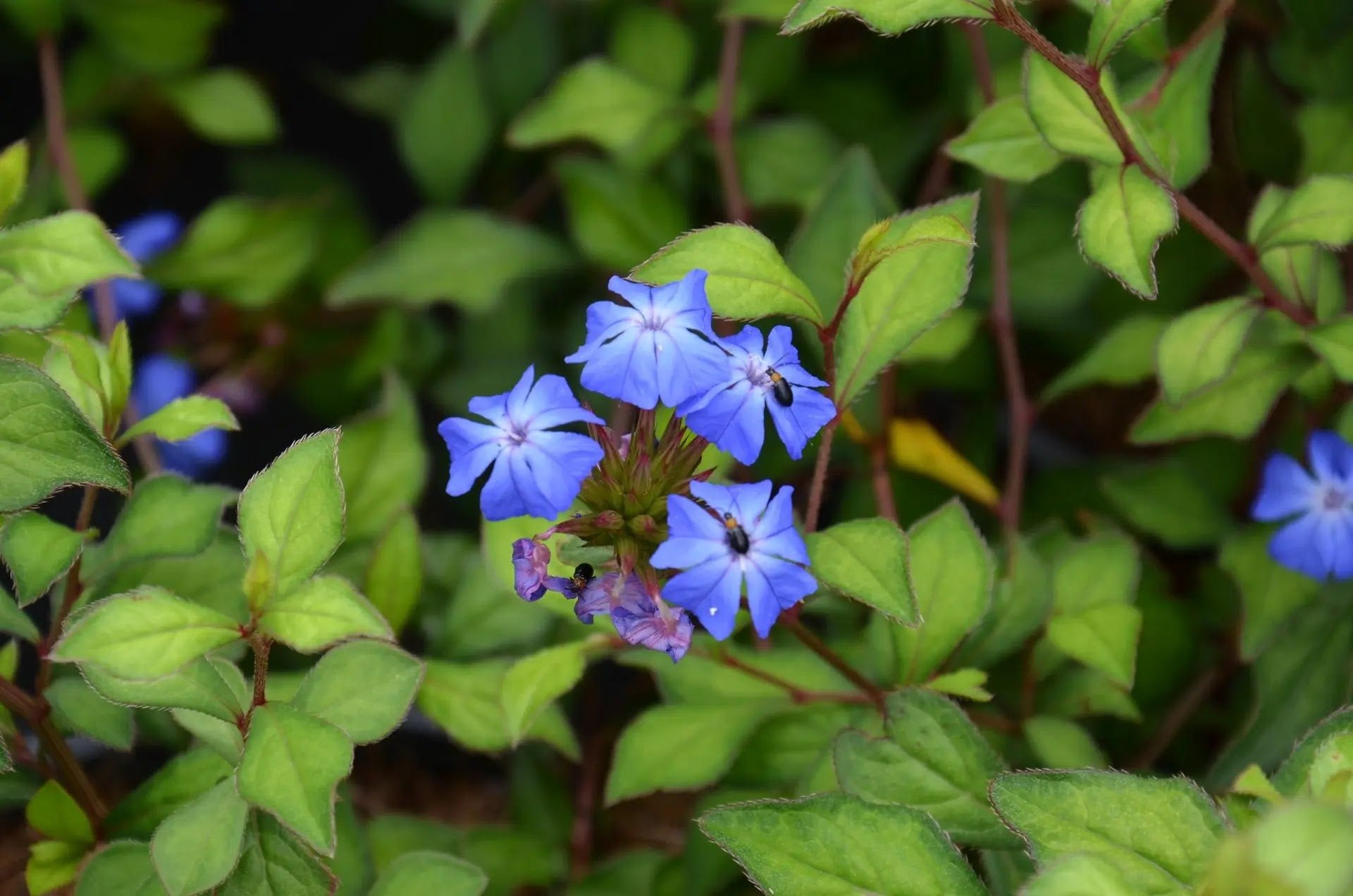 Ceratostigma wilmottianum arbusto con fiori blu cobalto in giardino roccioso