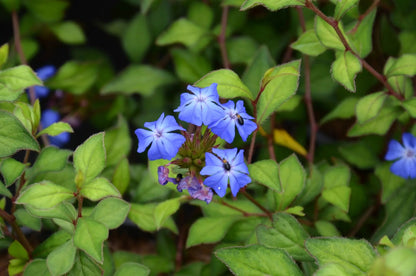Ceratostigma wilmottianum arbusto con fiori blu cobalto in giardino roccioso
