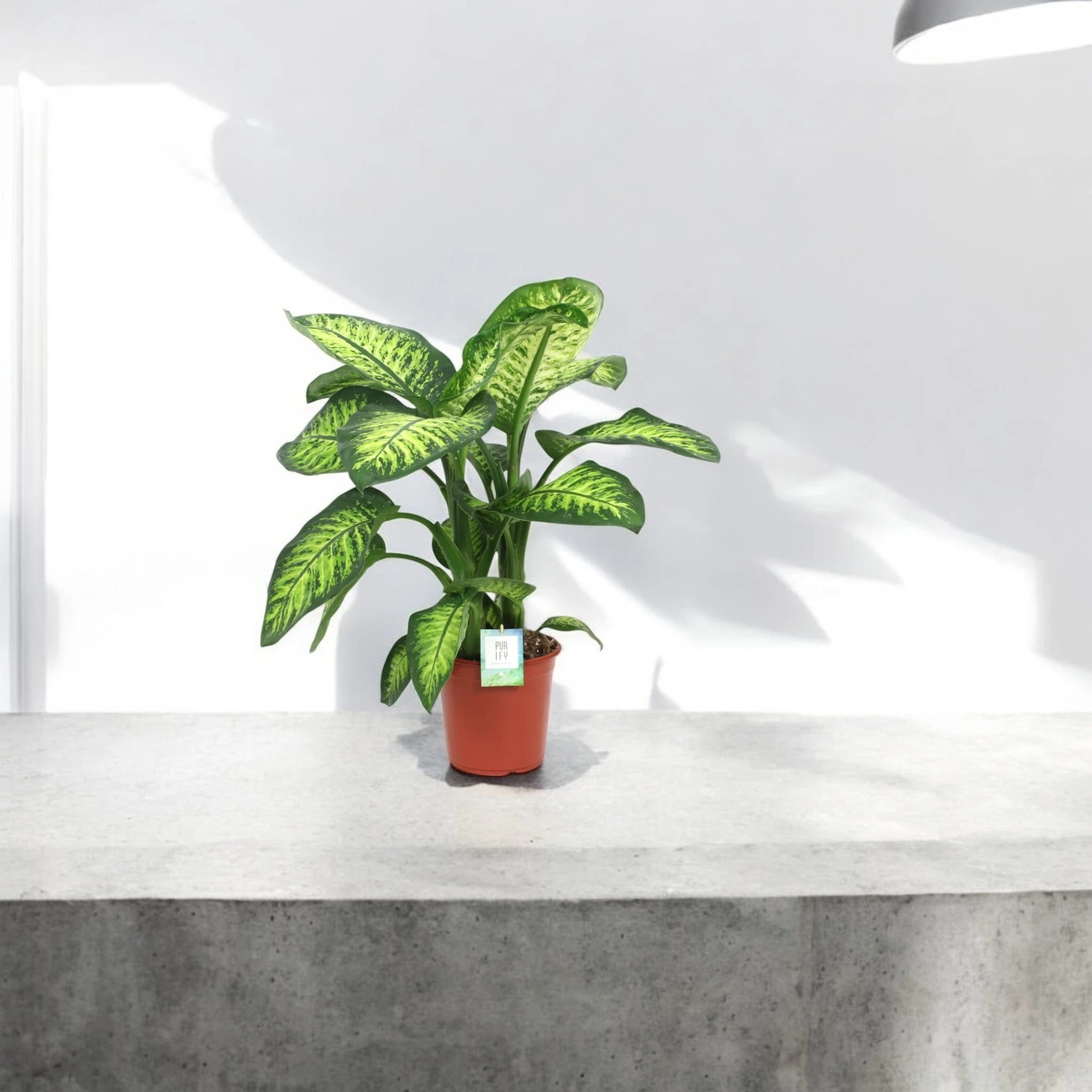 Dieffenbachia seguine 'Lemon tropic'