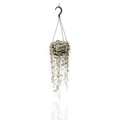 Ceropegia woodii in vaso sospeso con lunghi fusti ricadenti e foglie a forma di cuore