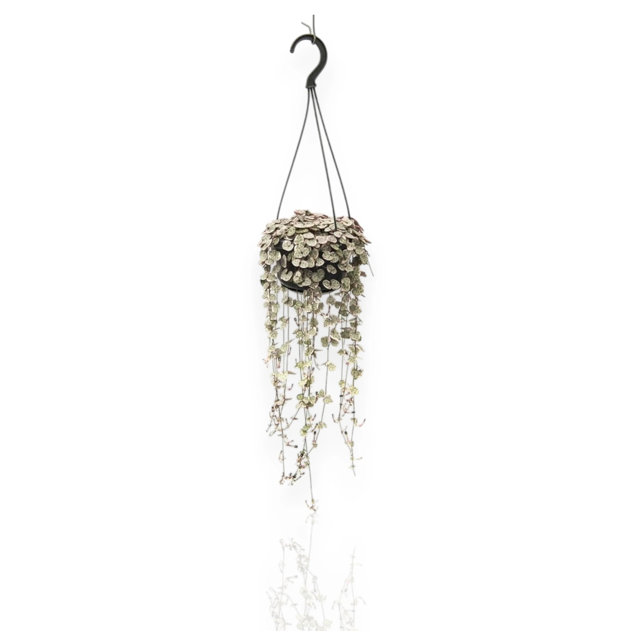 Ceropegia woodii variegata in vaso sospeso con lunghi tralci ricadenti e foglie a cuore variegate
