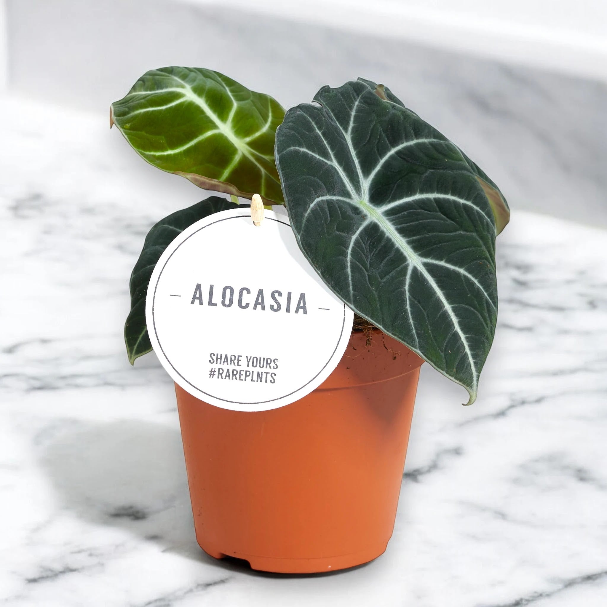 Alocasia 'Black velvet'