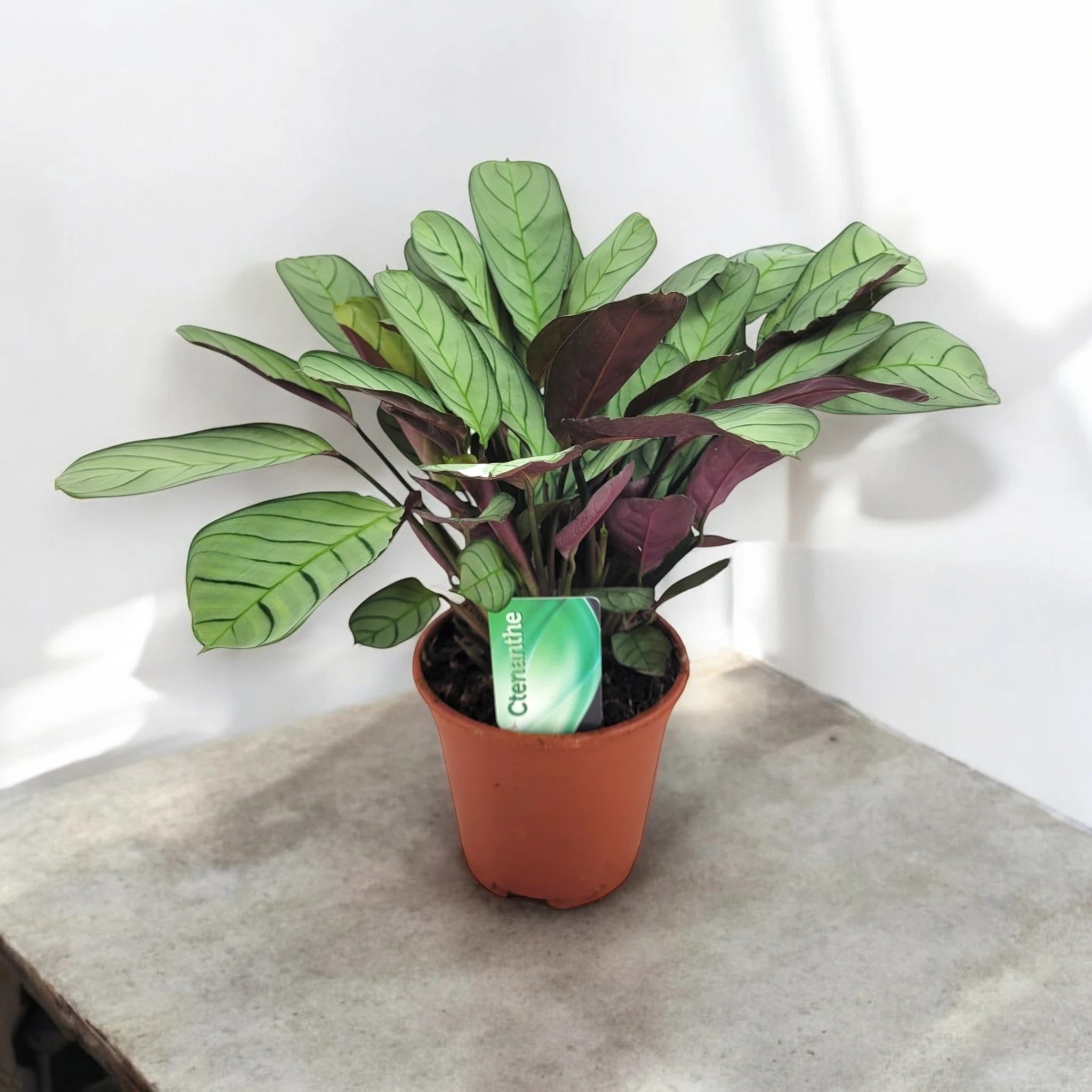 Ctenanthe burle-marxii