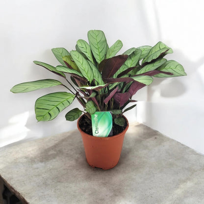 Ctenanthe burle-marxii 'Amagris'