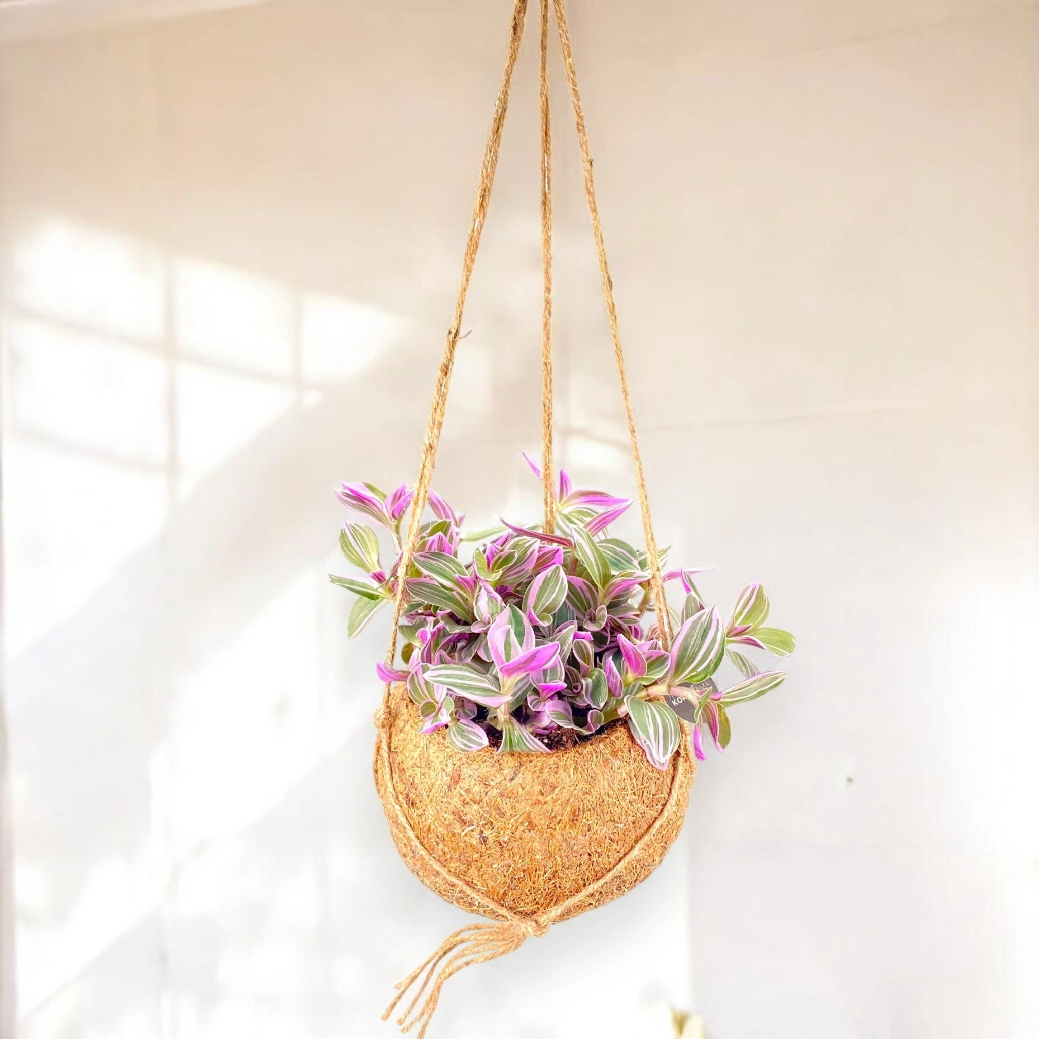 Tradescantia cerinthoides Sweetness
