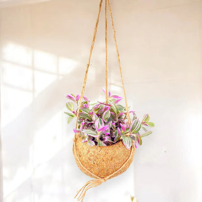 Tradescantia cerinthoides Sweetness