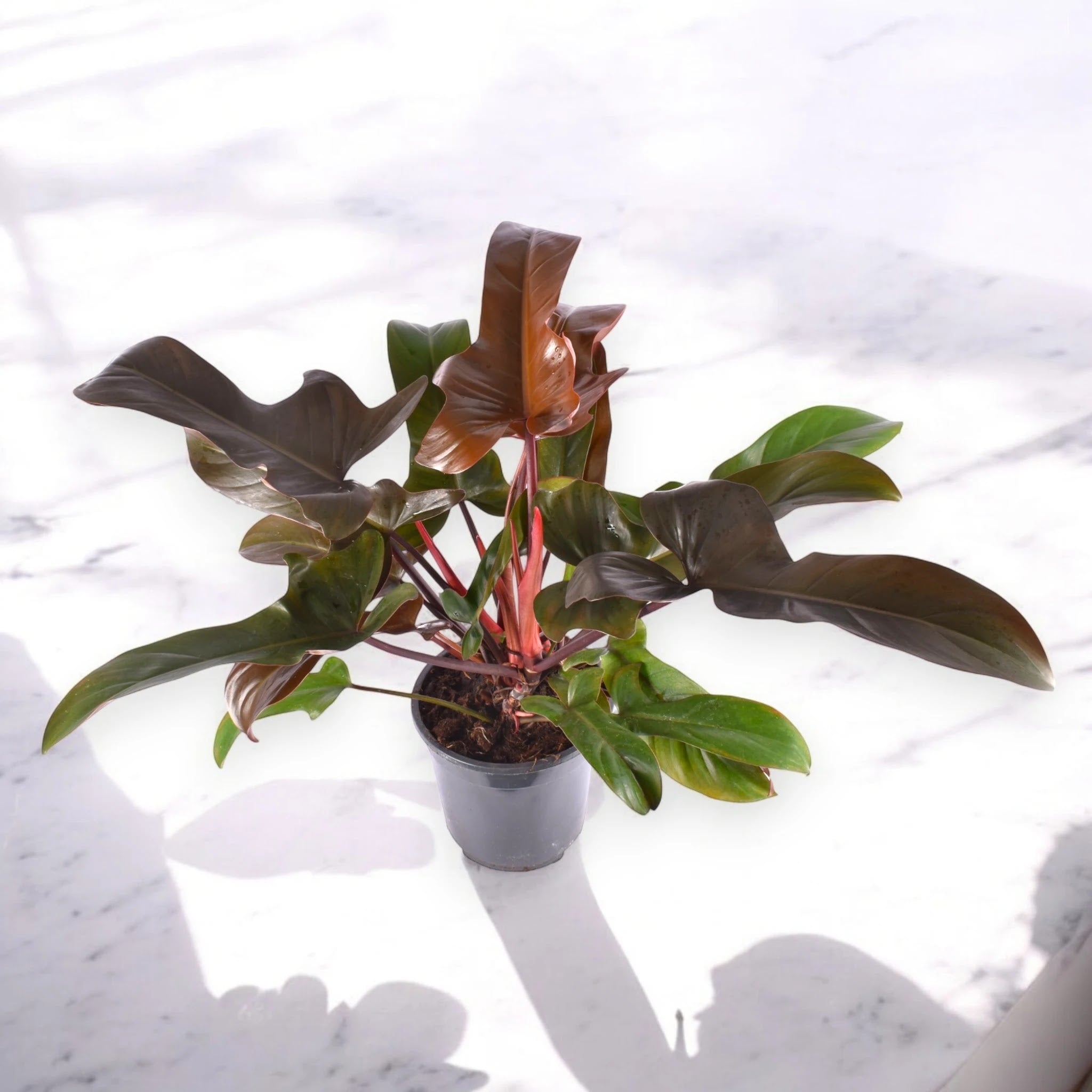 Philodendron 'Florida Bronze'