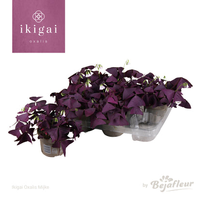 Oxalis triangularis con foglie viola triangolari in vaso da interno su superficie chiara
