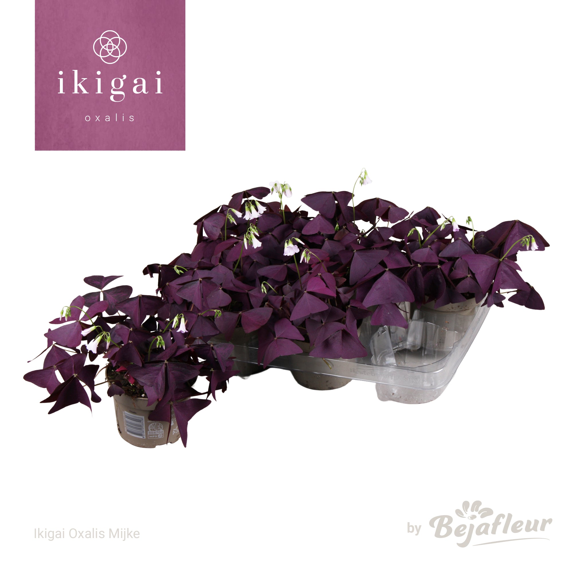 Oxalis triangularis con foglie viola triangolari in vaso da interno su superficie chiara