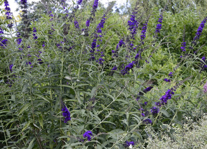 Buddleja davidii 'Black Knight'