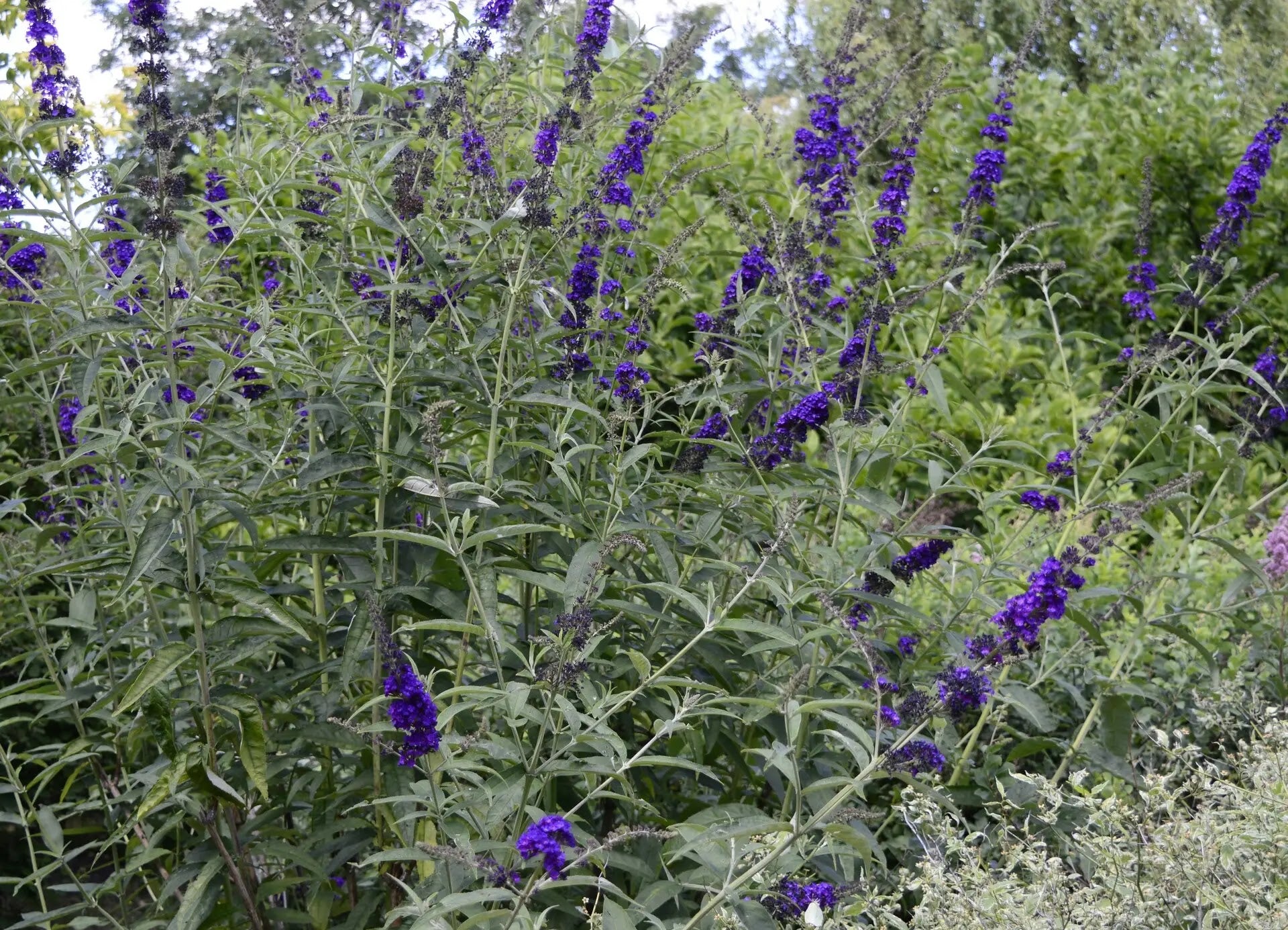 Buddleja davidii 'Black Knight'