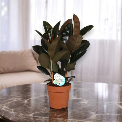 Ficus elastica 'Abidjan'