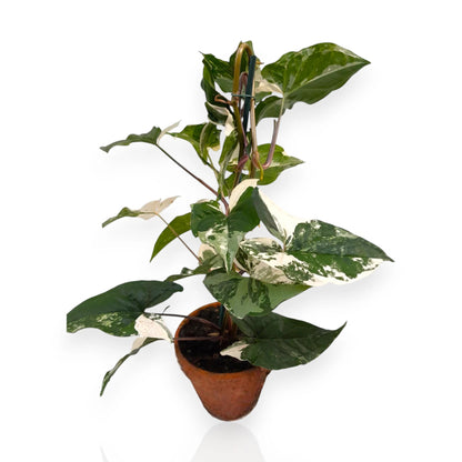 Syngonium variegata Alba in vaso con foglie sagittate bianche e verdi in ambiente domestico moderno