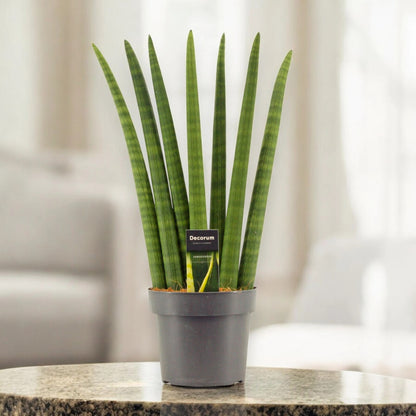 Sansevieria cylindrica 'Fan'