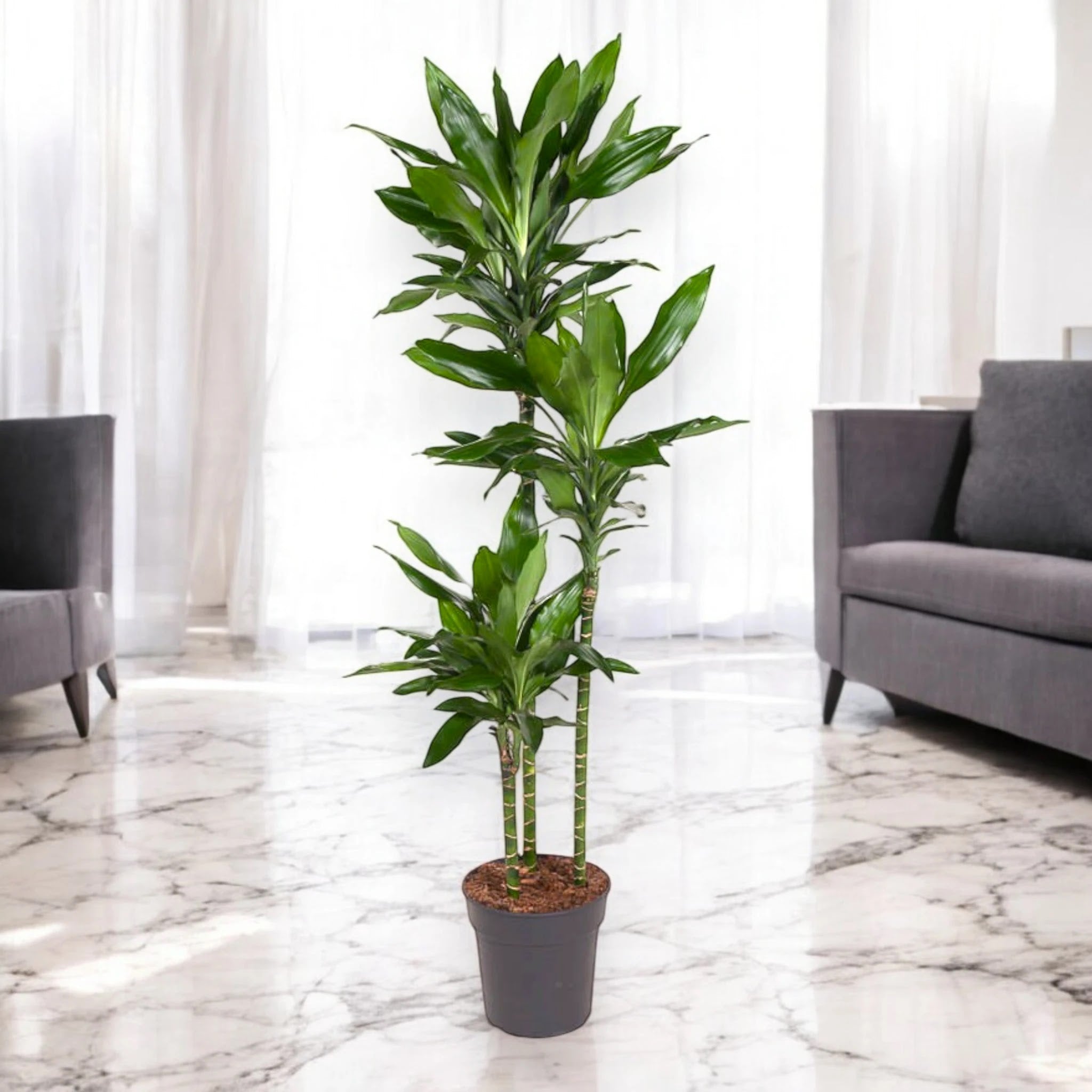 Dracaena fragrans 'Janet Lind'