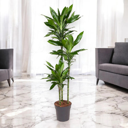 Dracaena fragrans 'Janet Lind'