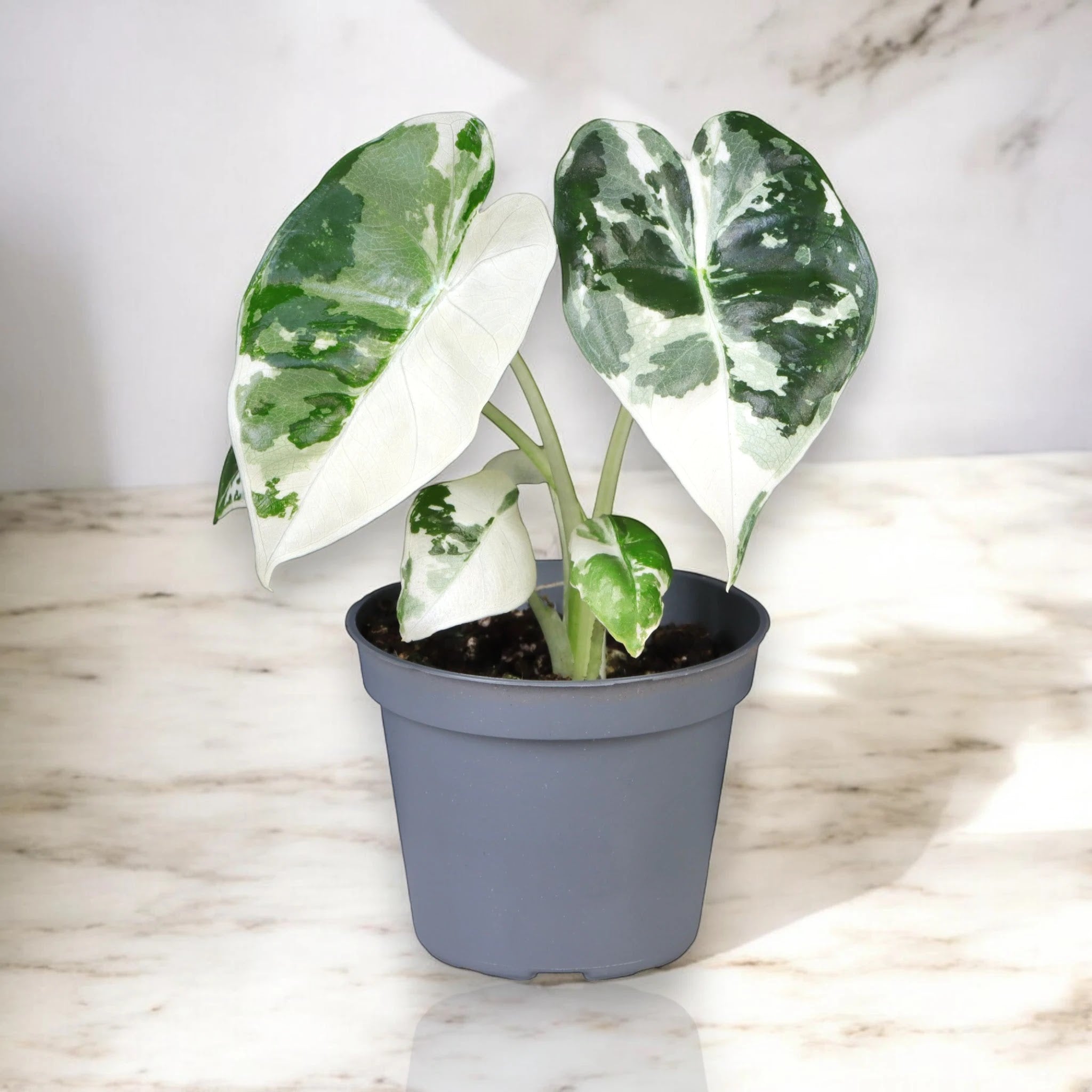 Alocasia variegata