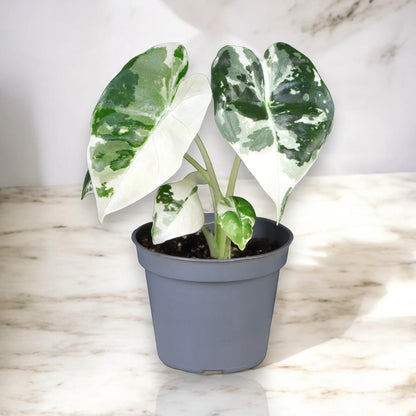 Alocasia variegata