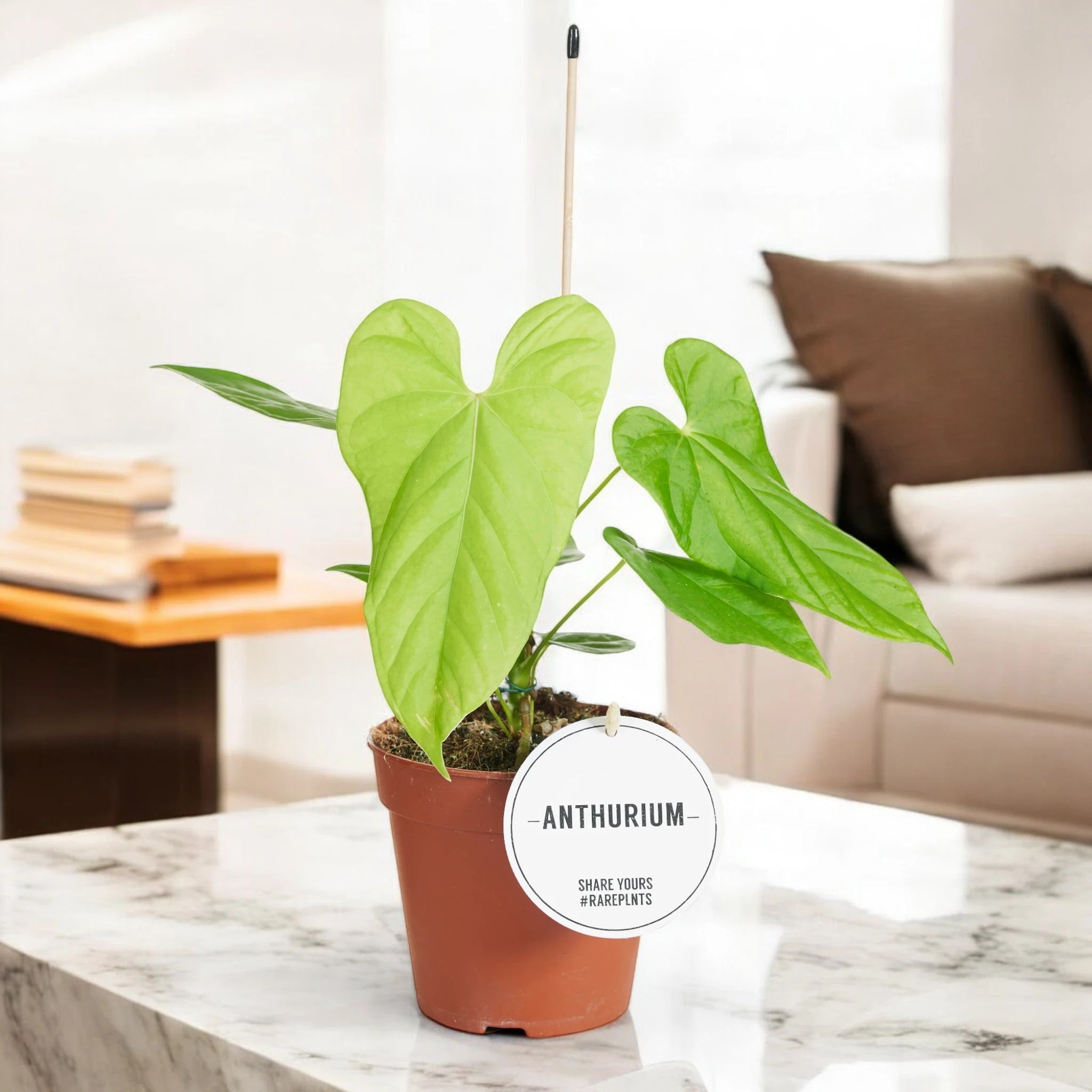 Anthurium 'Balaloanum'