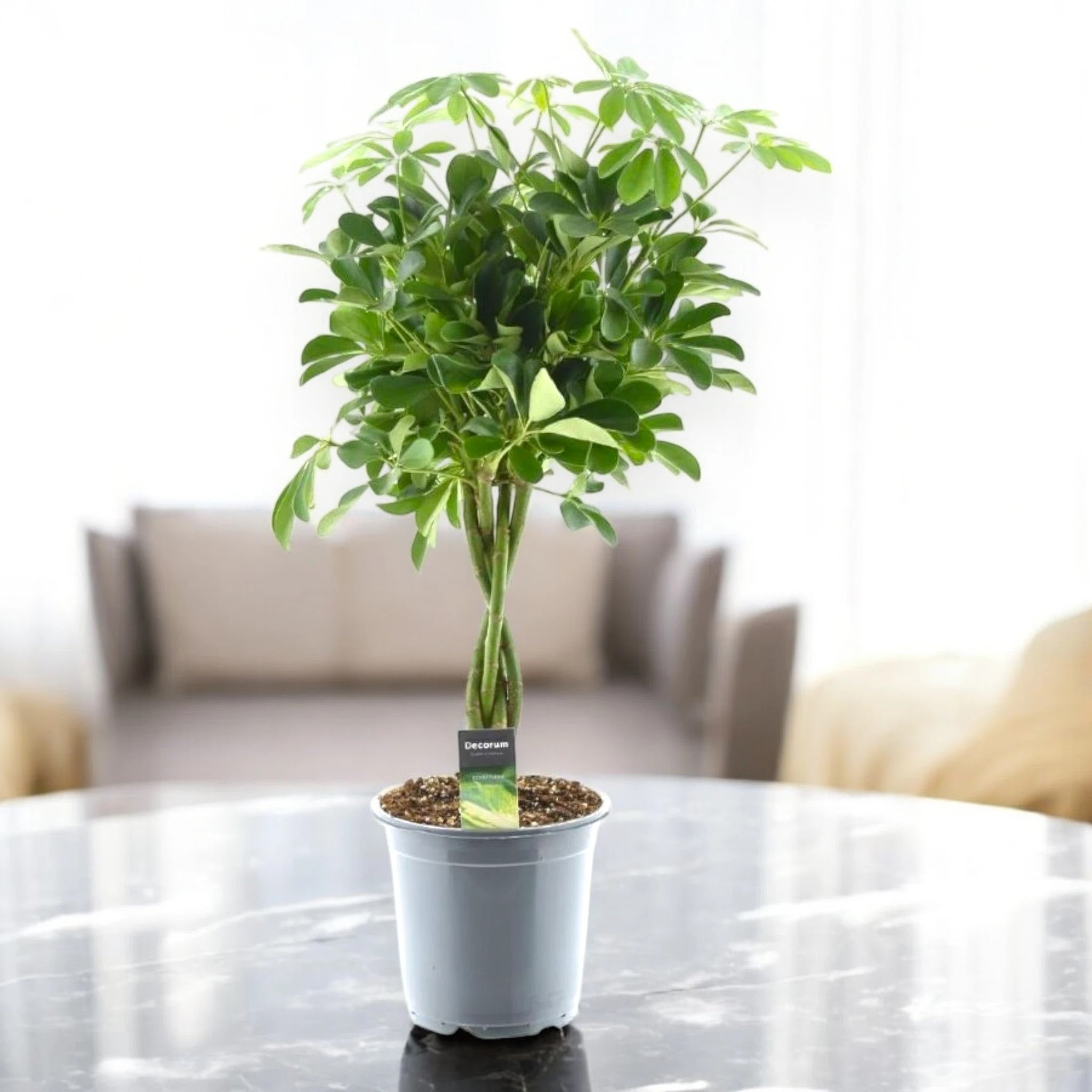 Schefflera arboricola 'Compacta'