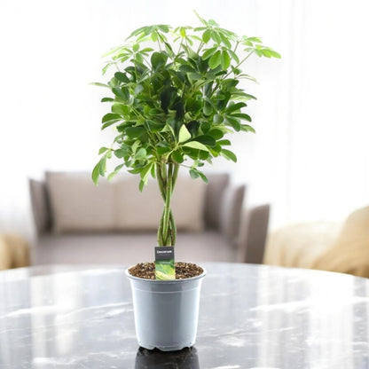 Schefflera arboricola 'Compacta'
