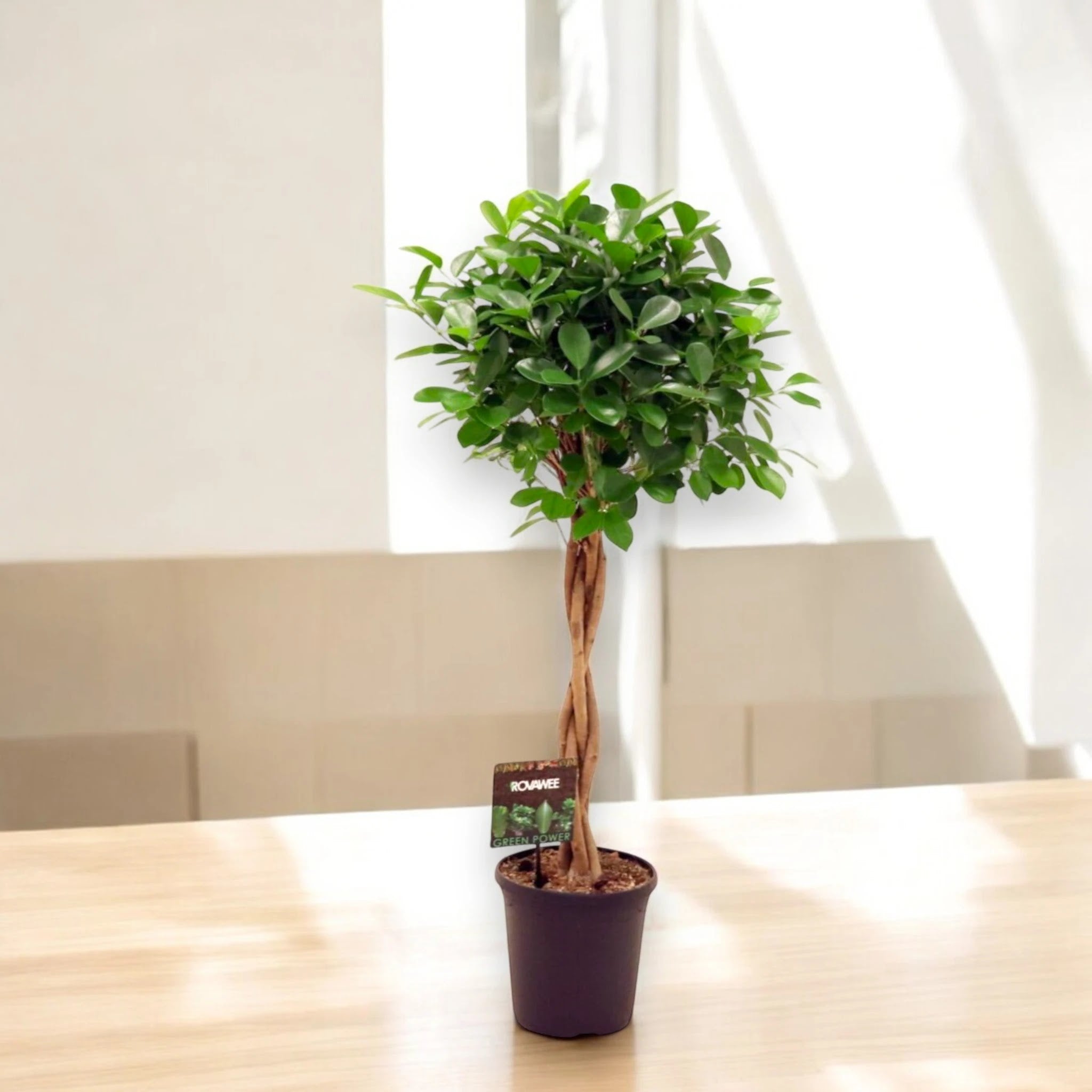 Ficus microcarpa 'Moclame'