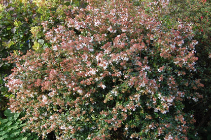 Abelia grandiflora