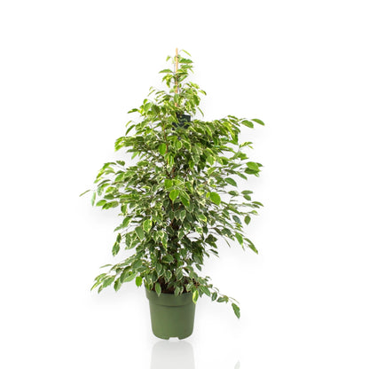 Ficus benjamina Golden King in vaso, pianta da interno con foglie variegate verde e oro