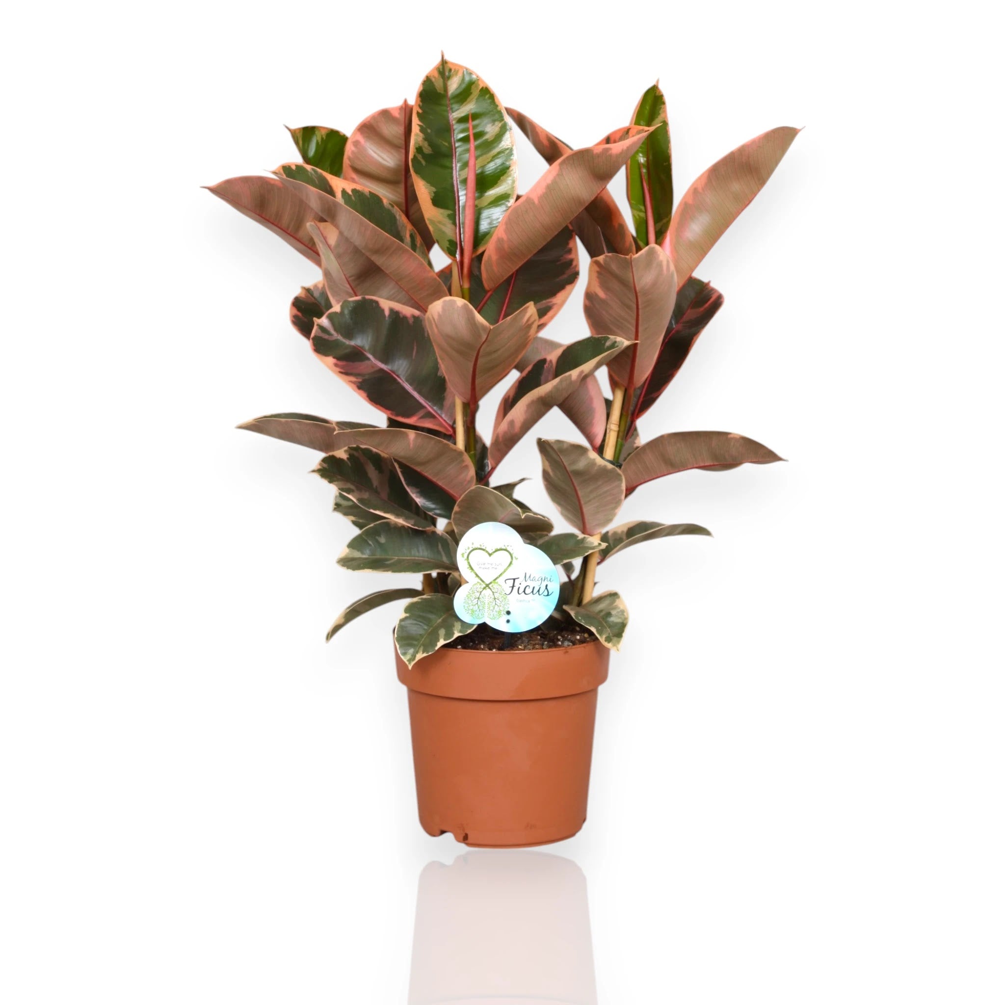 Ficus elastica 'Belize'