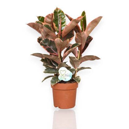 Ficus elastica 'Belize'