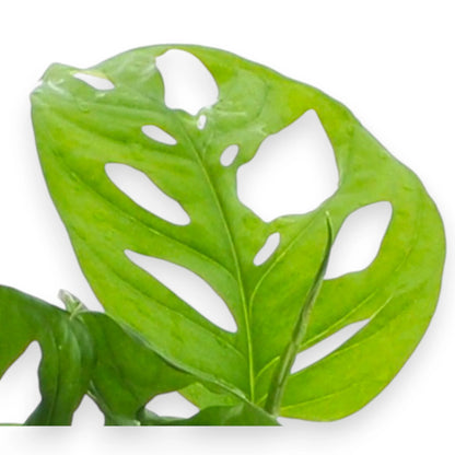 Monstera adansonii in vaso con foglie bucate naturali, rampicante da interno per casa moderna
