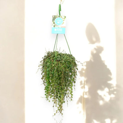 Peperomia prostrata