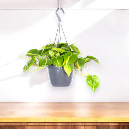 Philodendron scandens 'Brasil'