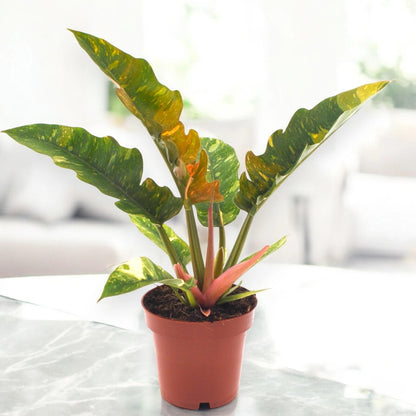 Dettaglio foglie giovani Philodendron Ring of Fire color arancio brillante