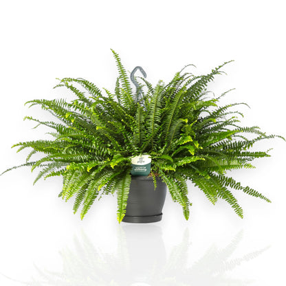 Nephrolepis exaltata 'Green lady'