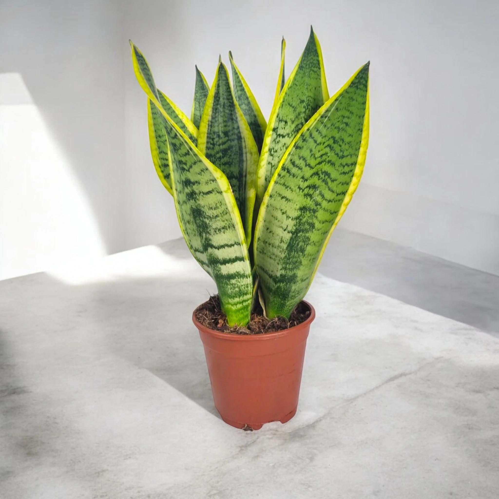 Dettaglio delle foglie carnose di Sansevieria Futura Superba con caratteristici bordi giallo crema