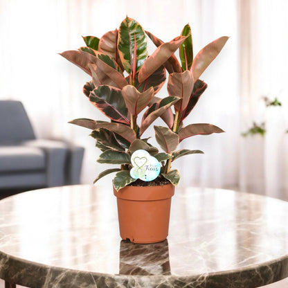 Ficus elastica 'Belize'