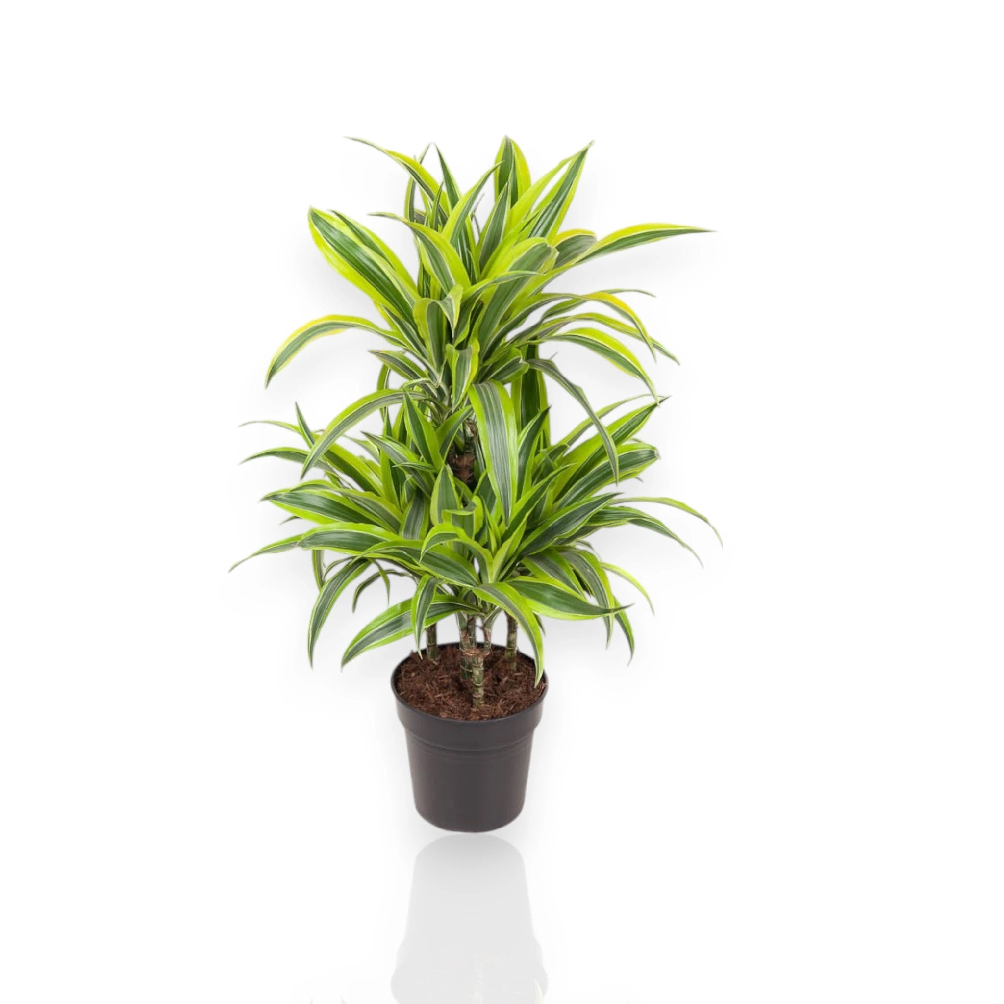 Dracaena fragrans 'Lemon Lime'