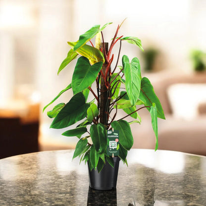 Dettaglio foglia cuoriforme verde lucida di Philodendron Red Emerald con picciolo rosso intenso