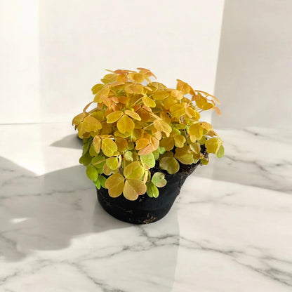 Oxalis triangularis