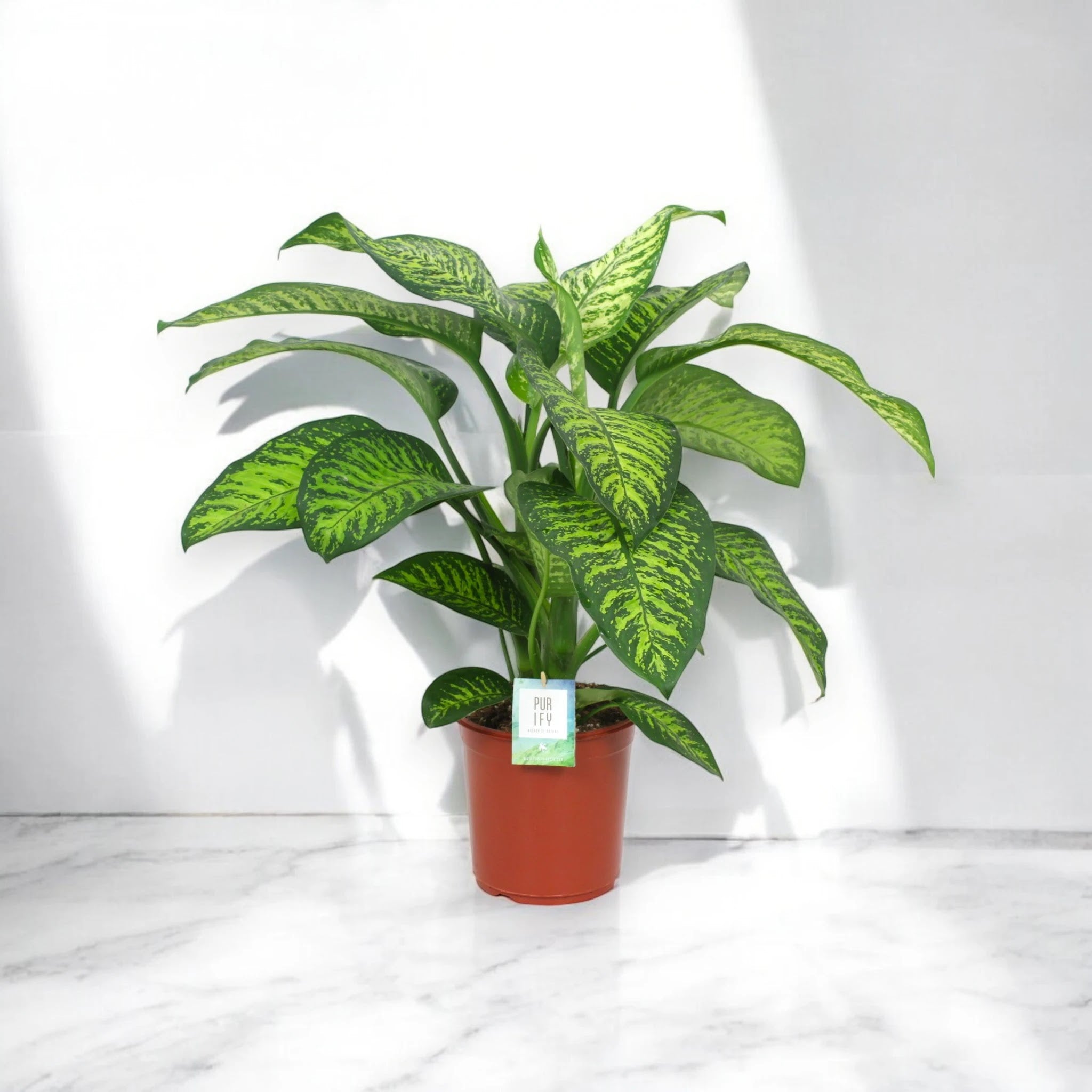 Dettaglio foglia Dieffenbachia Tropic jewel con venature dorate su sfondo verde intenso