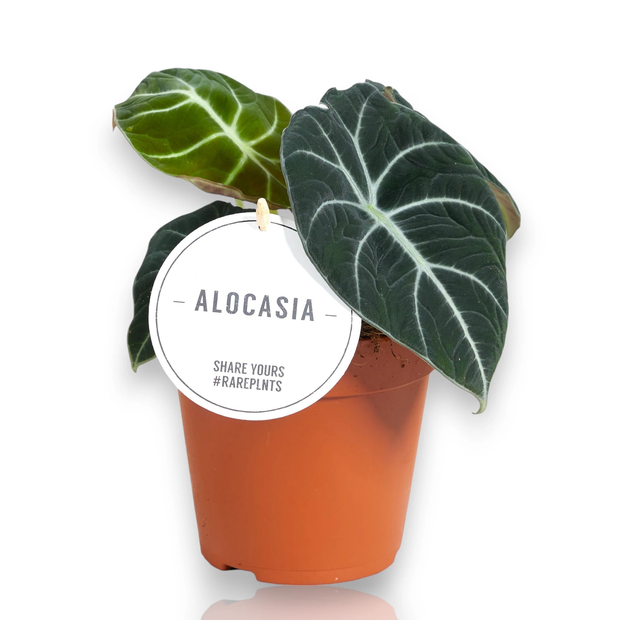 Dettaglio foglia Alocasia Black Velvet con texture vellutata nera e venature argentate luminose