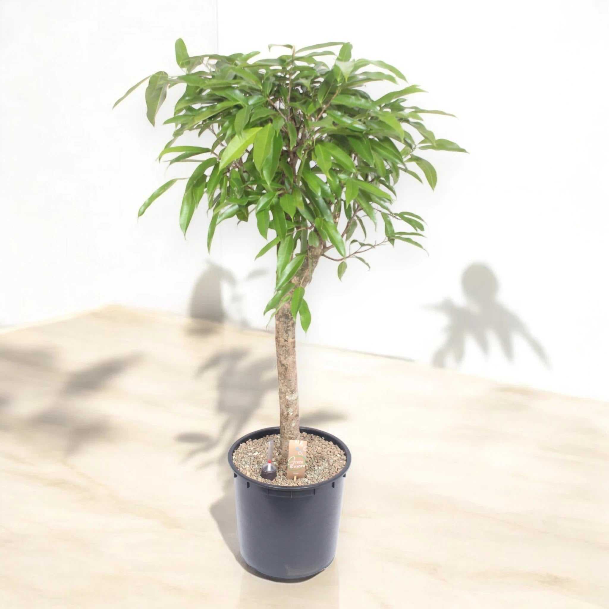 Ficus binnendijkii 'Amstel king'