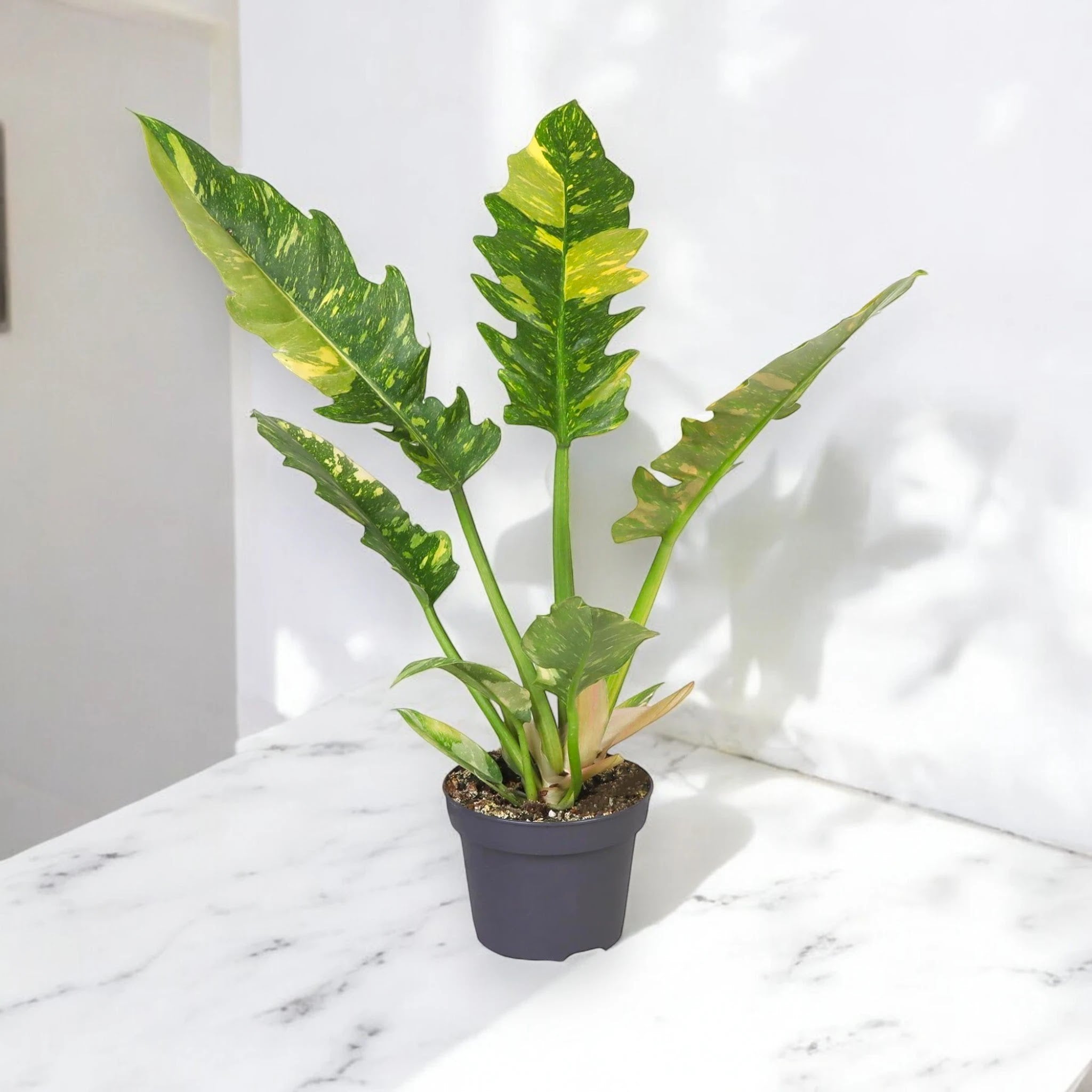 Philodendron ring of Fire