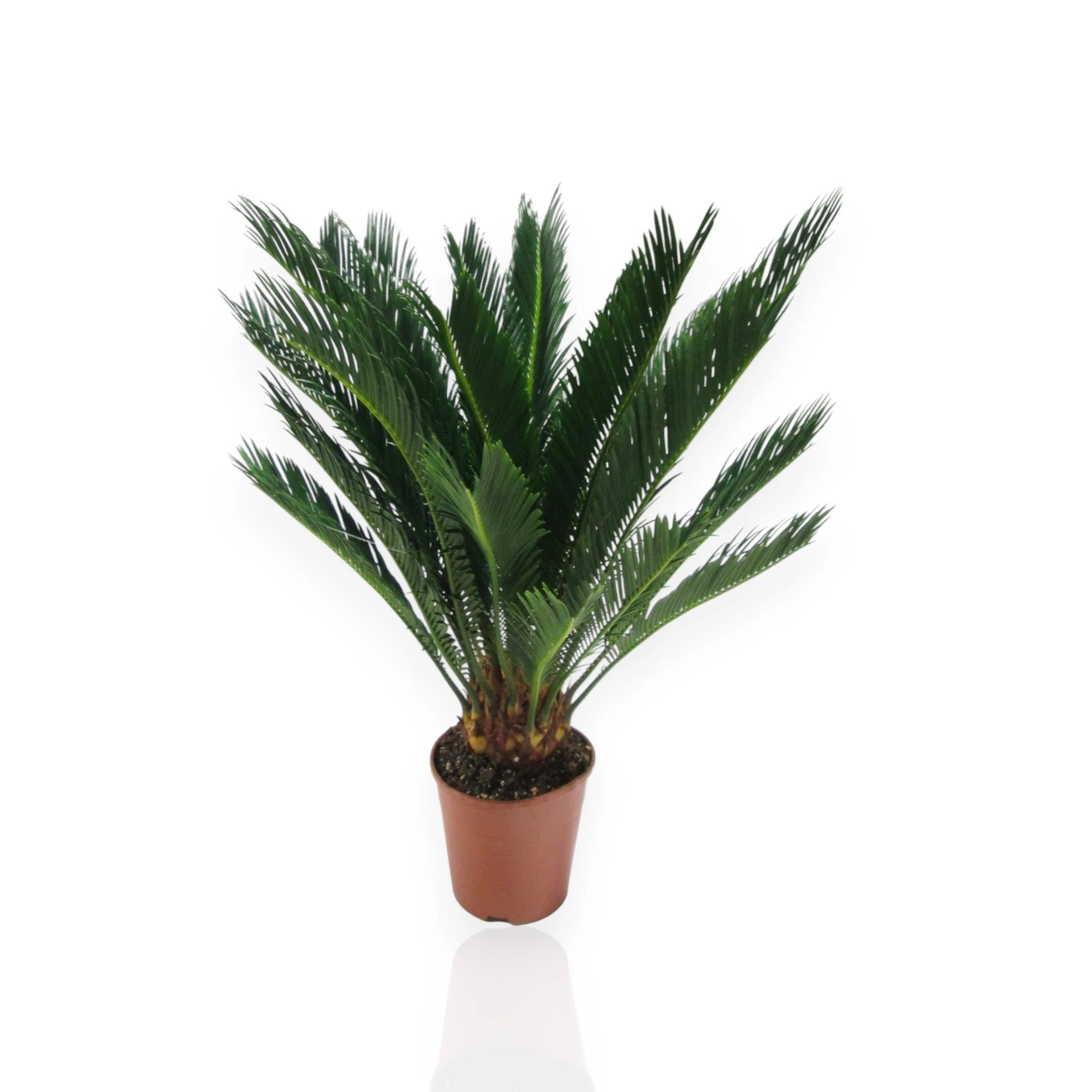 Cycas revoluta