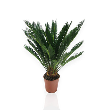 Cycas revoluta