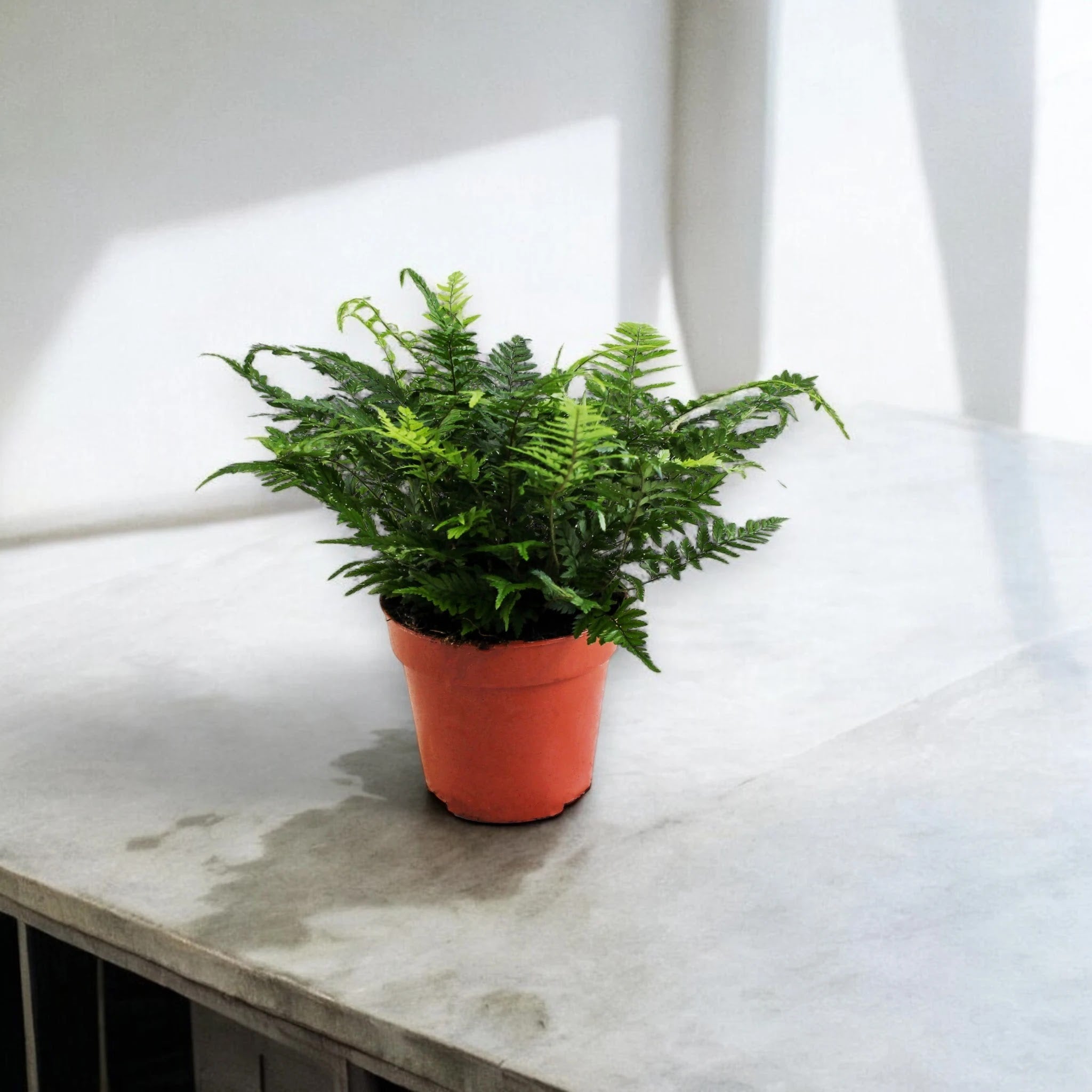 Athyrium spicatum felce da interno con fronde pennate verdi in vaso decorativo