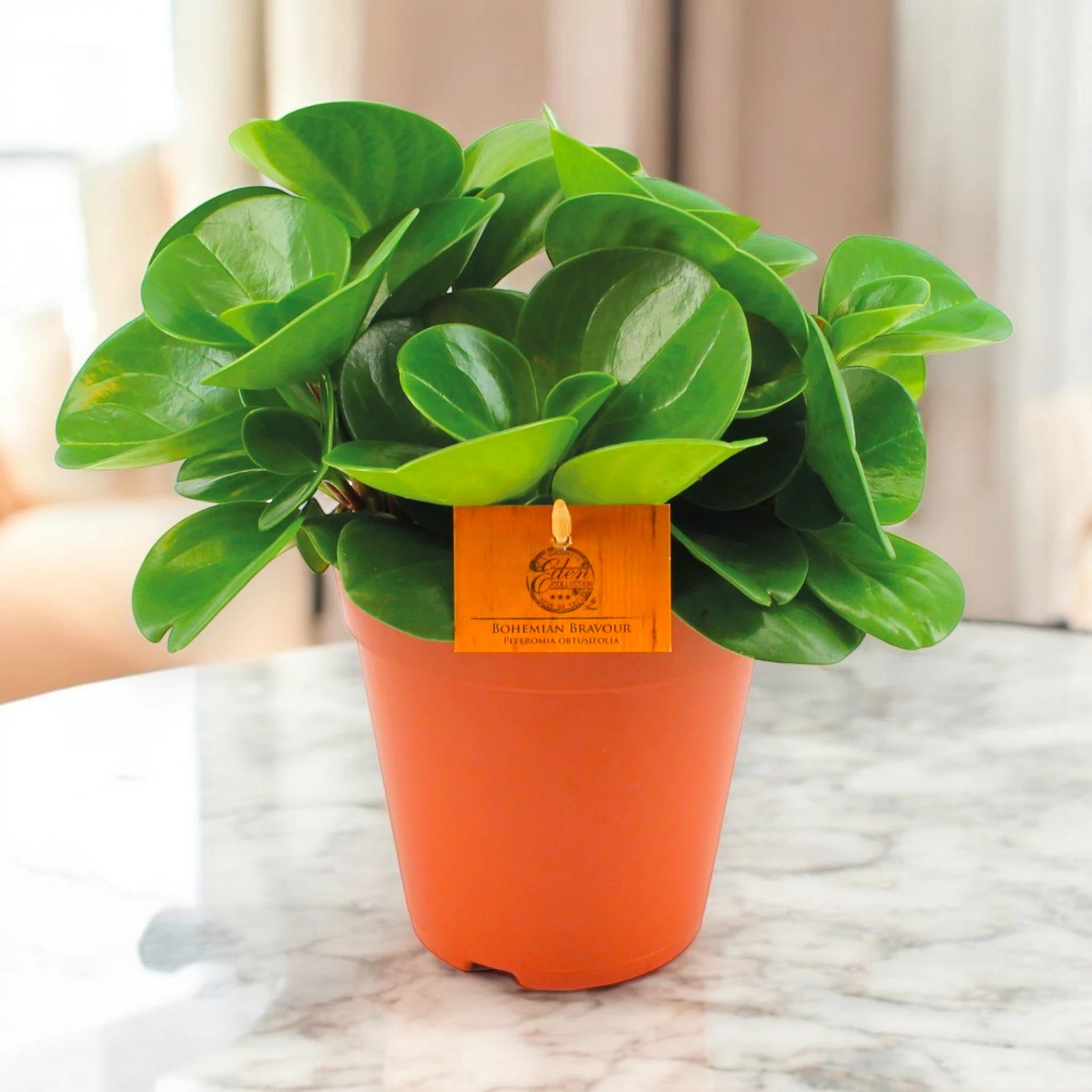 Peperomia obtusifolia 'Green gold'