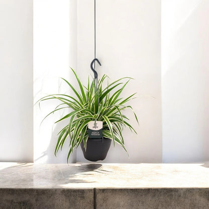 Chlorophytum comosum 'Vittatum'
