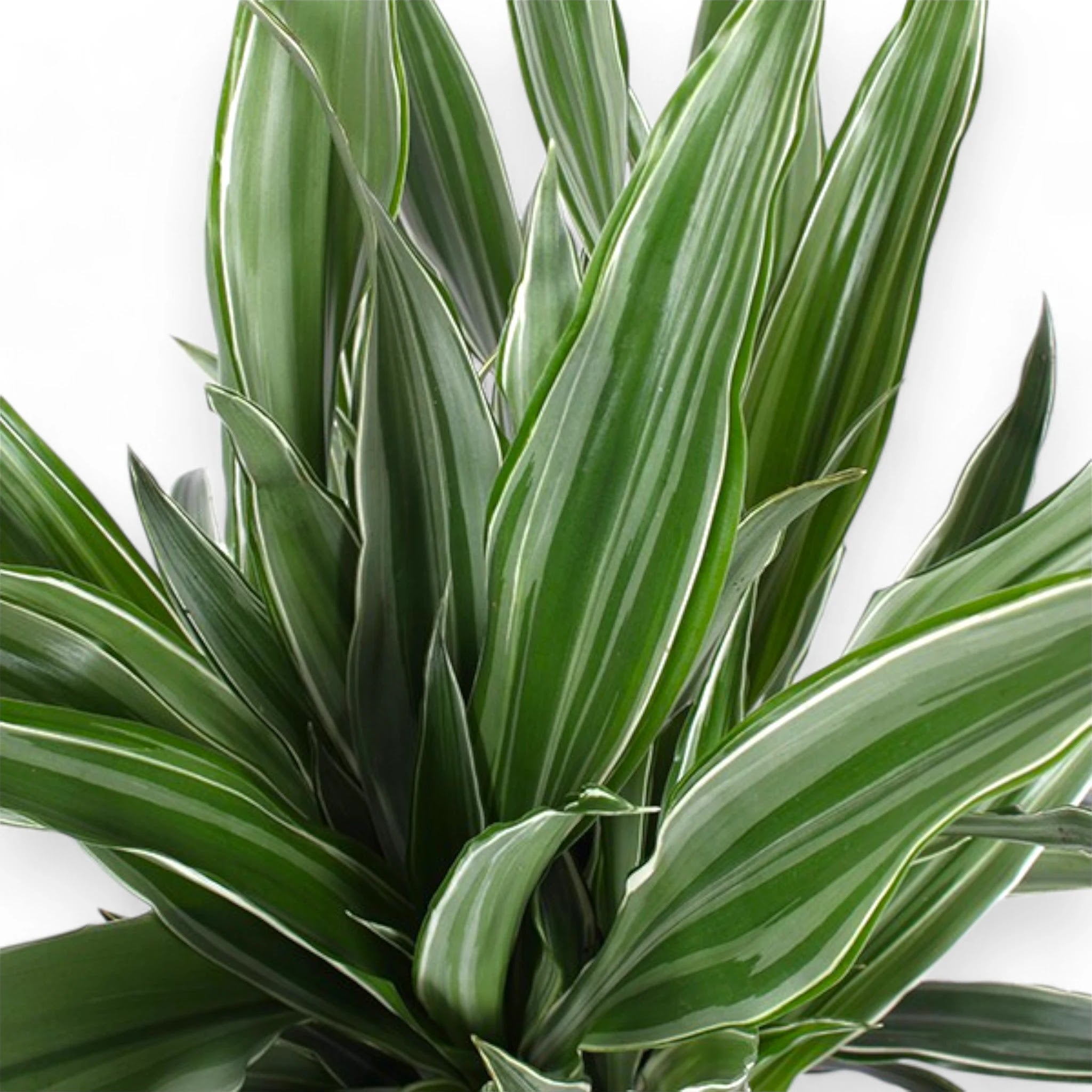 Dracaena fragrans 'Warneckei'